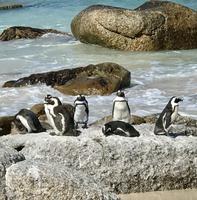 Am Westkap unterwegs: Pinguin-Kolonie am Boulders Beach