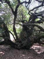 Mossel Bay: Der Postbaum