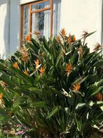 Paradiesvogelblume Strelitzia regia