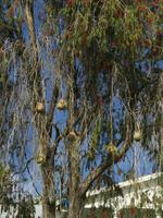 Nester der Webervögel