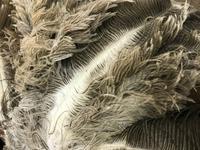 Oudtshoorn: Highgate Straußenfarm