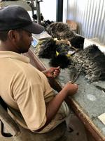 Oudtshoorn: Highgate Straußenfarm