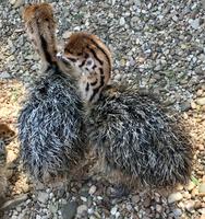 Oudtshoorn: Highgate Straußenfarm