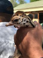 Oudtshoorn: Highgate Straußenfarm