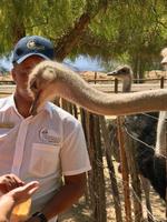 Oudtshoorn: Highgate Straußenfarm