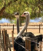 Oudtshoorn: Highgate Straußenfarm