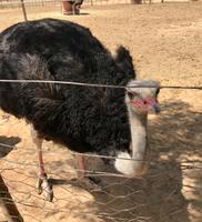 Oudtshoorn: Highgate Straußenfarm