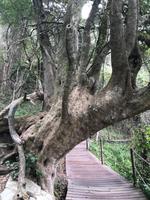 Tsitsikamma National Park