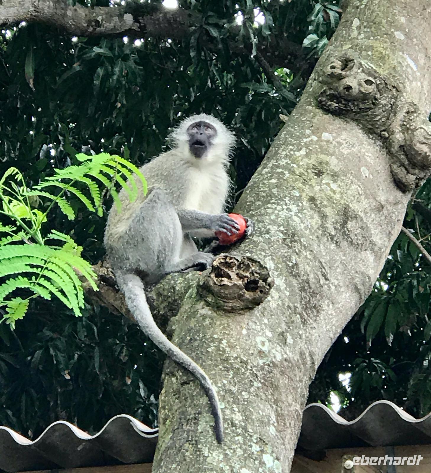 St. Lucia: Grüne Meerkatzen beim Hotel