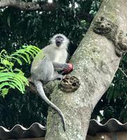 St. Lucia: Grüne Meerkatzen beim Hotel