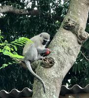 St. Lucia: Grüne Meerkatzen beim Hotel