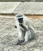 St. Lucia: Grüne Meerkatzen beim Hotel