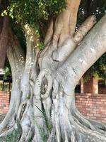 St. Lucia: Wildfeige, Ficus