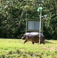 St. Lucia: Flußpferd an der Bootsanlegestelle