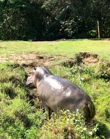 St. Lucia: Flußpferd an der Bootsanlegestelle