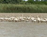 St. Lucia: Bootsfahrt auf dem Lake St. Lucia