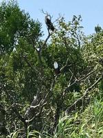 St. Lucia: Bootsfahrt auf dem Lake St. Lucia, Weißkopfadler