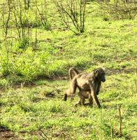Hluhluwe Nationalpark: Paviane