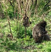 Hluhluwe Nationalpark: Paviane