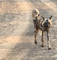 Hluhluwe Nationalpark: Afrikanischer Wildhund