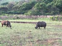 Hluhluwe Nationalpark: Breitmaulnashorn