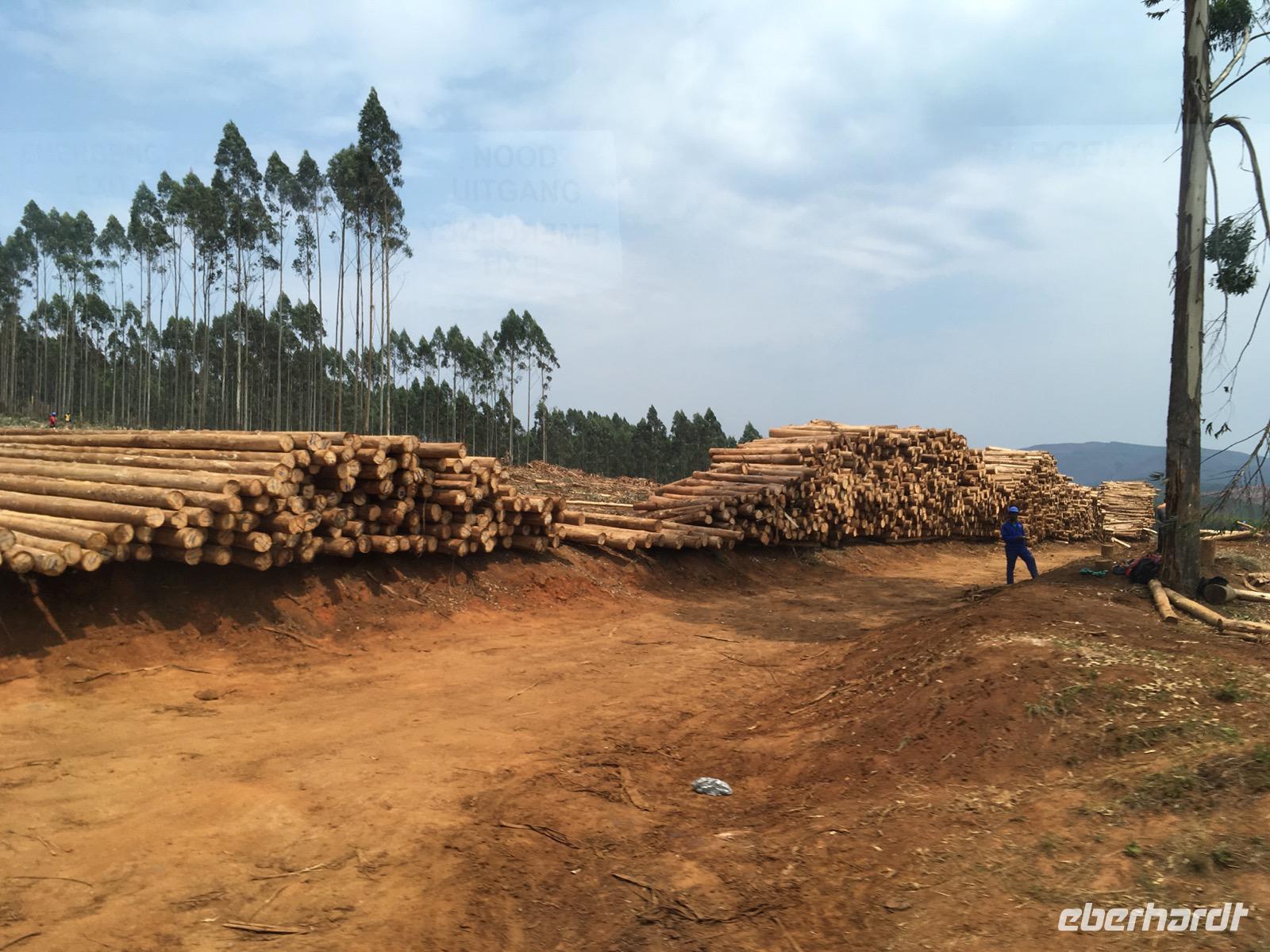 Holzindustrie in Südafrika