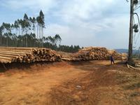 Holzindustrie in Südafrika