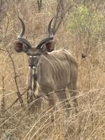 Krüger Nationalpark: Kudu