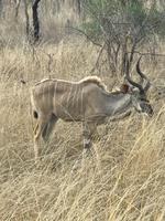 Krüger Nationalpark: Kudu