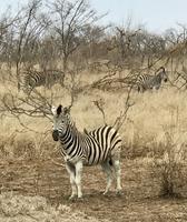 Krüger Nationalpark: Zebra