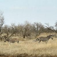 Krüger Nationalpark: Zebra