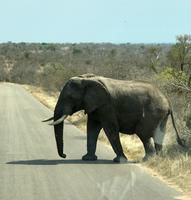 Krüger Nationalpark: Afrikanischer Elefant