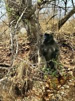 Krüger Nationalpark: Paviane