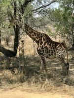 Krüger Nationalpark: Giraffen