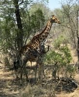 Krüger Nationalpark: Giraffen