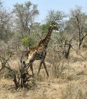 Krüger Nationalpark: Giraffen
