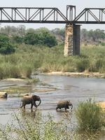 Krüger Nationalpark: Abkühlung im Fluss