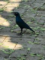 Krüger Nationalpark: Glanzstar