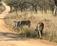 Krüger Nationalpark: Zebra
