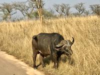 Krüger Nationalpark: Büffel