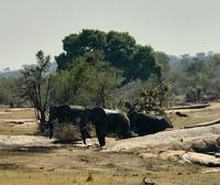 Krüger Nationalpark: Afrikanischer Elefant