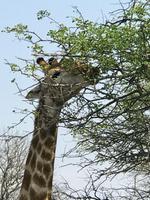 Krüger Nationalpark: Giraffen