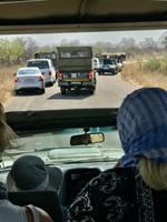 Krüger Nationalpark: Auf Safari mit dem Jeep