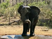 Krüger Nationalpark: Afrikanischer Elefant