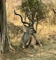Krüger Nationalpark: Kudu bei der Mittagsruhe