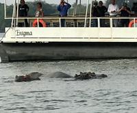 Simbabwe -Victoria Falls: Sonnenuntergangs-Bootsfahrt auf dem Sambesi