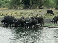 Simbabwe -Victoria Falls: Sonnenuntergangs-Bootsfahrt auf dem Sambesi