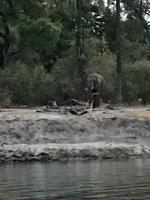 Simbabwe -Victoria Falls: Sonnenuntergangs-Bootsfahrt auf dem Sambesi