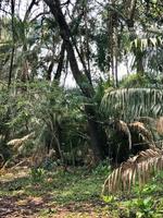 Simbabwe -Victoria Falls: Regenwald an den Wasserfällen