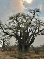 Afrikanischer Affenbrotbaum Adansonia digitata